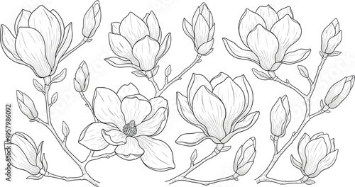 Magnolia branch line art set. Elegant hand drawn floral outline with buds and flowers. Vintage botanical illustration for coloring pages, engraving, and decorative design.