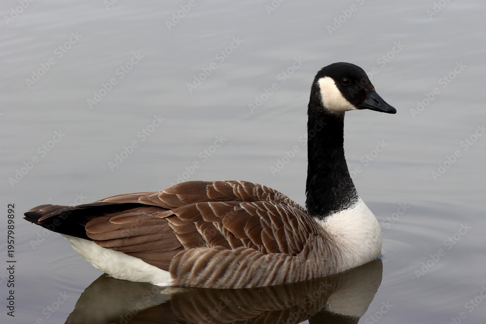 Fototapeta premium Canada goose