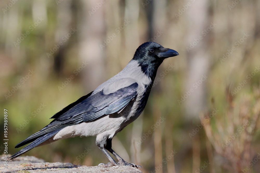Photography Hooded crow