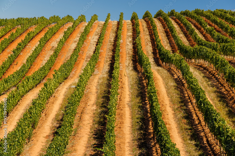 Fototapeta premium Sunlit vineyard rows in South Africa