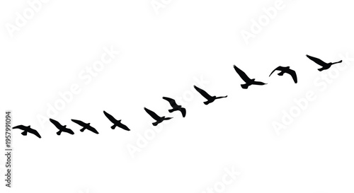 A flock of birds flying in formation against a white background silhouette