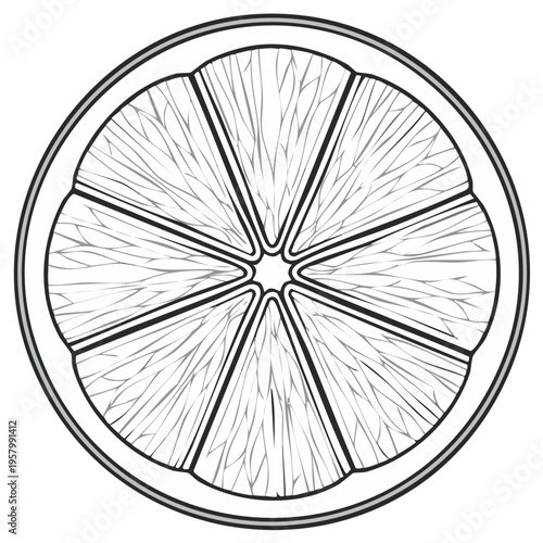 Illustration of Citrus Fruit Slice. Black and white graphics of Orange, Lemon, Grapefruit round segment isolated on white background