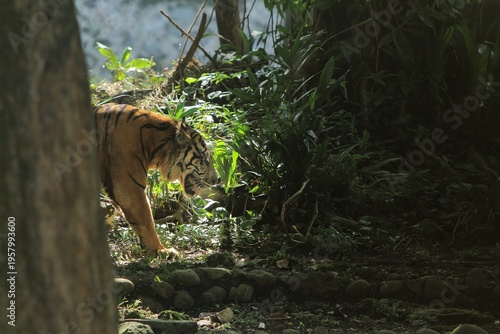 Εκτύπωση καμβά side view of a sumatran tiger walking towards a shady spot