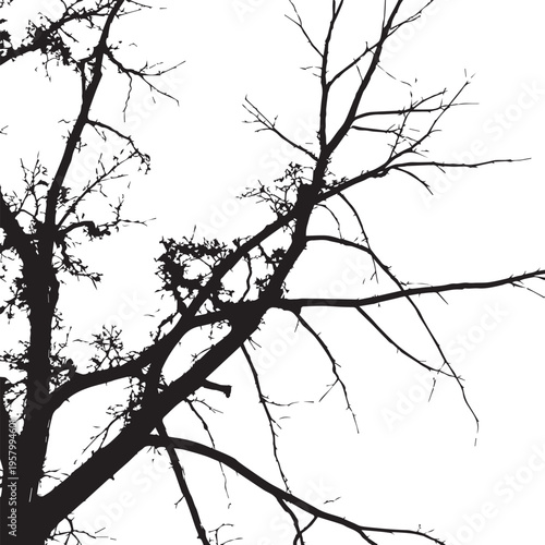Intertwined Bare Tree Branches Silhouette Against White Background Design Illustration