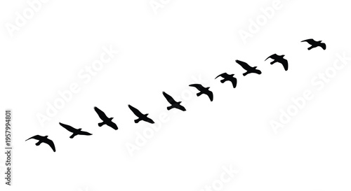 A flock of birds flying in formation against a white background silhouette