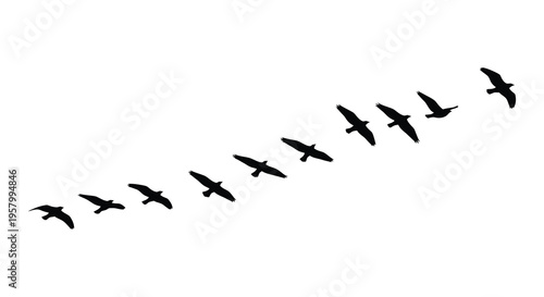 A flock of birds in flight across a white background silhouette