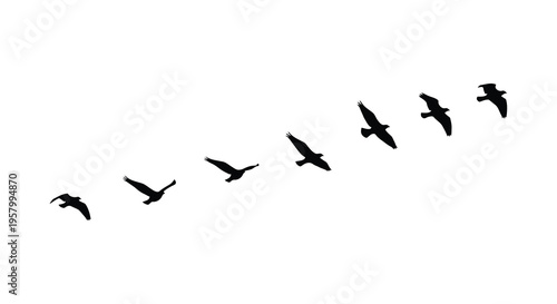 A flock of birds in flight depicted as a striking silhouette