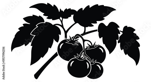 Black silhouette of ripe tomatoes on the vine botanical illustration silhouette