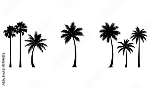 Tropical palm tree set with palm trees text typography vector illustration isolated on white background