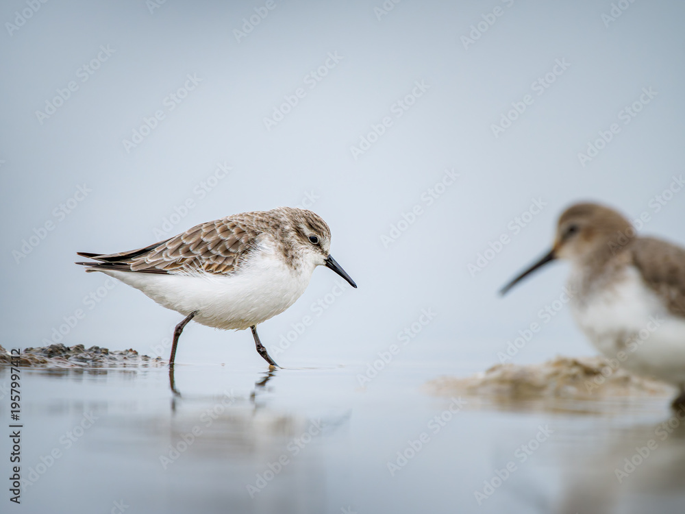 Obraz premium Bécasseau minute (Calidris minuta) en plumage hivernal marchant dans une vasière en Camargue, petit limicole côtier photographié dans son habitat naturel méditerranéen
