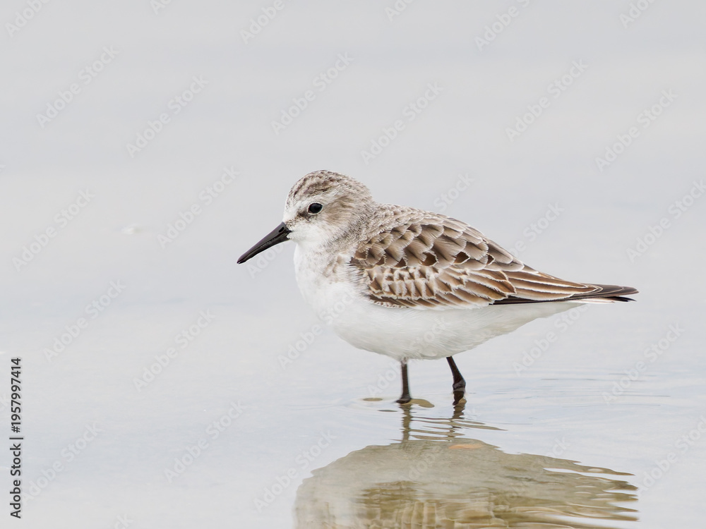 Obraz premium Bécasseau minute (Calidris minuta) en plumage hivernal marchant dans une vasière en Camargue, petit limicole côtier photographié dans son habitat naturel méditerranéen