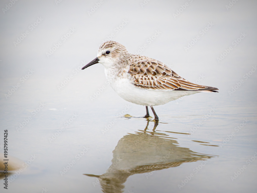 Obraz premium Bécasseau minute (Calidris minuta) en plumage hivernal marchant dans une vasière en Camargue, petit limicole côtier photographié dans son habitat naturel méditerranéen