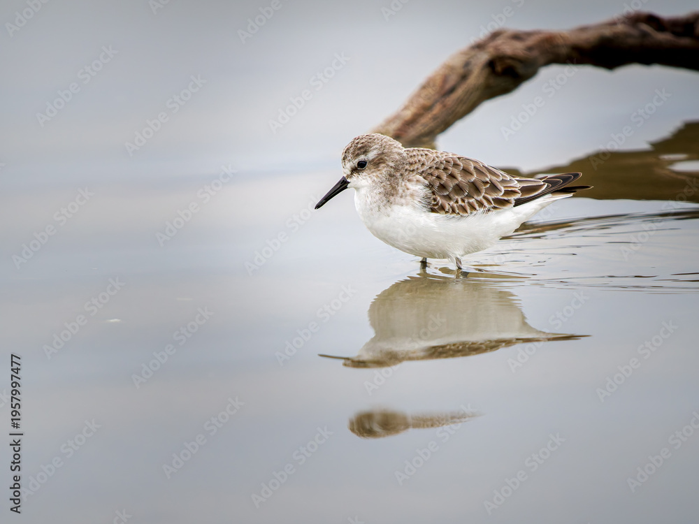 Obraz premium Bécasseau minute (Calidris minuta) en plumage hivernal marchant dans une vasière en Camargue, petit limicole côtier photographié dans son habitat naturel méditerranéen