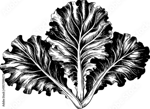 Vintage Botanical of Large Rhubarb Leaves with Detailed Veins White Background engraving