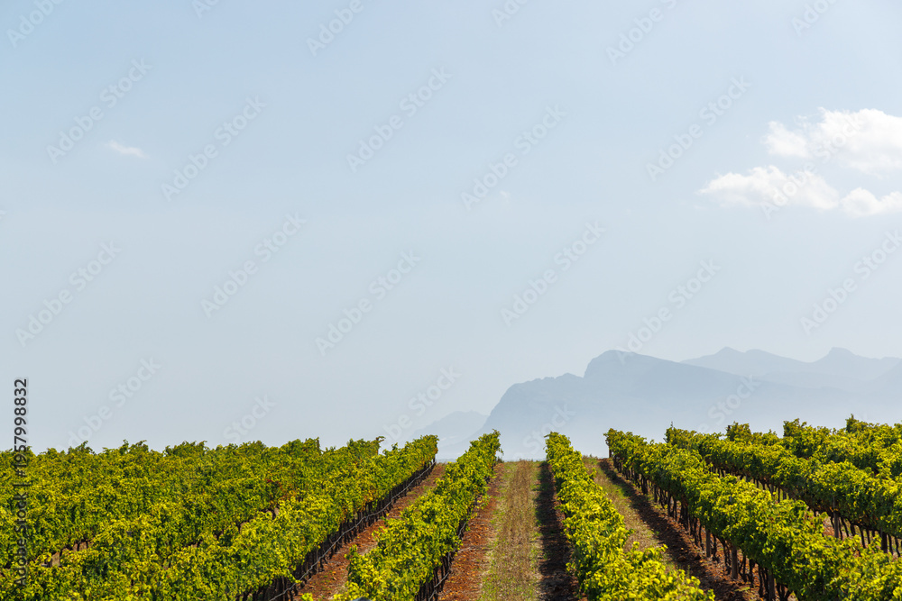 Fototapeta premium Sunlit vineyard rows in South Africa