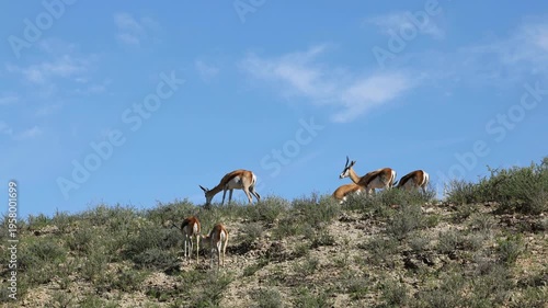 Herd of springbok antelopes (Antidorcas marsupialis) feeding in natural habitat, Kalahari desert, South Africa