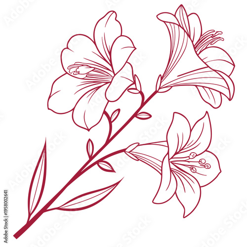 antirrhinum pink flower line art on white background