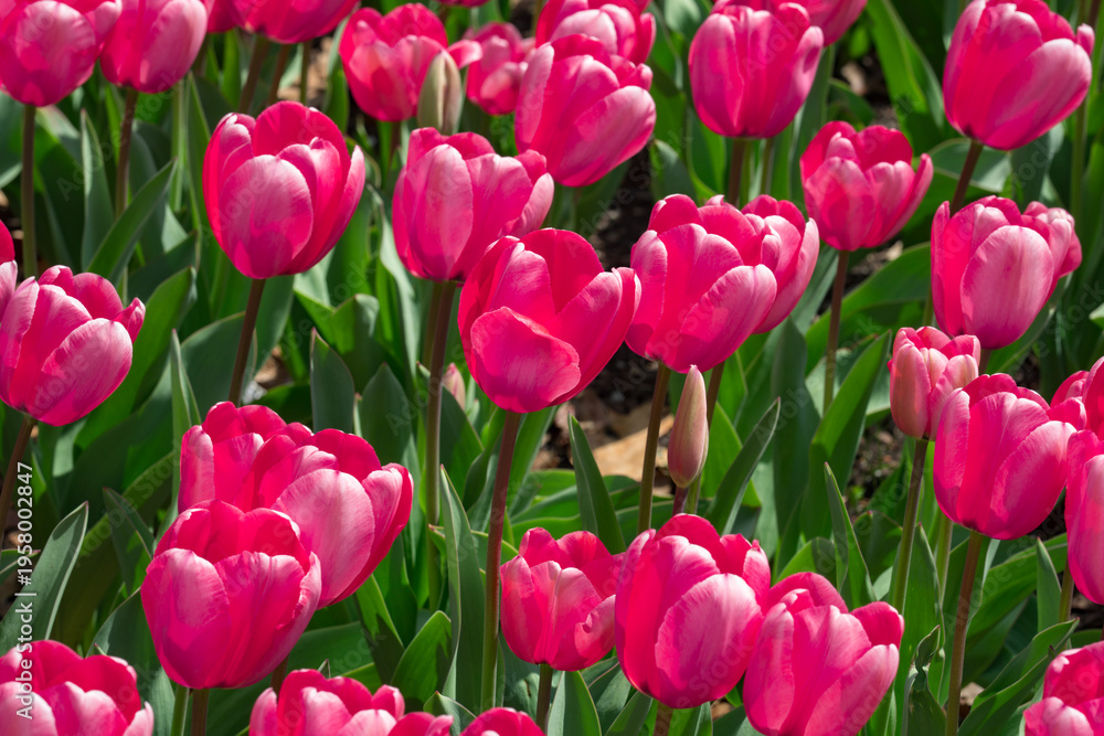 Fototapeta premium Happy Easter. Tulips creating a red background. Spring season background. Spring texture for greeting card. Red tulips in spring field. Tulip for floral background. Valentine and holiday design.