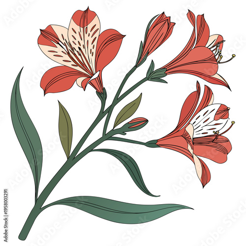 alstroemeria aurea flower on white background