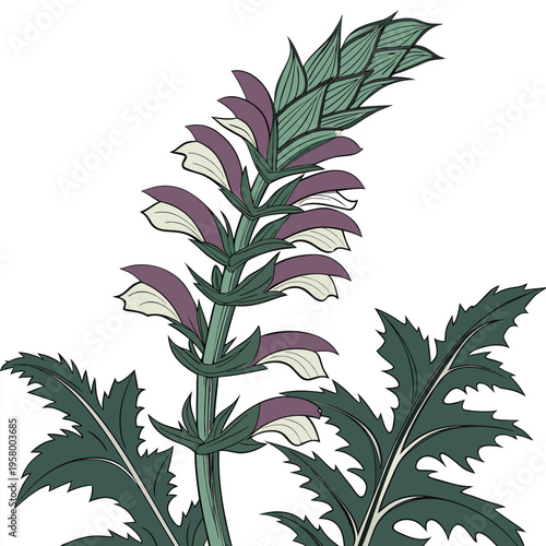 Canvas Print vector illustration of a acanthus mollis flower