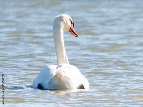 Принти на полотні Cygne tuberculé (Cygnus olor) nageant en eau douce, portrait de cygne blanc en m