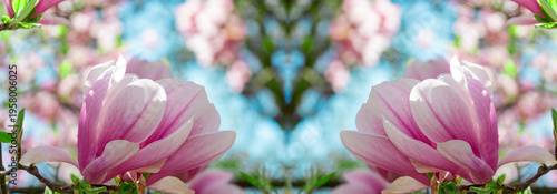 Panorama soft pink magnolia blossoms bloom on a branching limb against a clea...