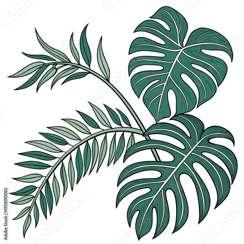 A drawing of a monstera leaf and a fern leaf