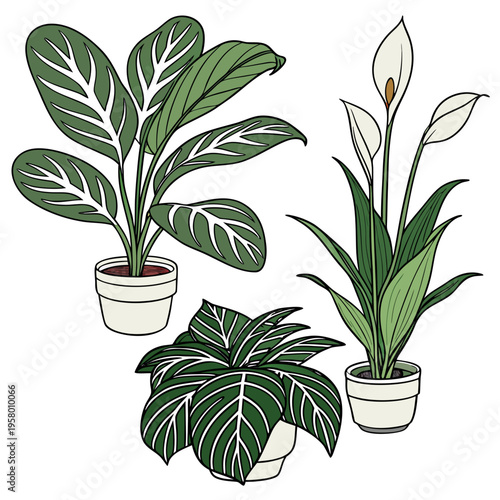 Three potted plants with large green leaves and white flowers