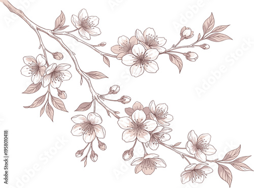 Elegant botanical illustration of a blooming sakura branch, featuring delicate cherry blossoms that evoke the serene beauty of spring's renewal and natural grace