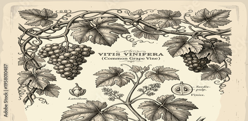 Vintage Vitis Vinifera Botanical Illustration - Detailed Drawing of Grapevines, Leaves, and Fruit