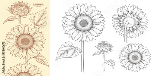 Detailed sketch collection of sunflowers in various stages and perspectives