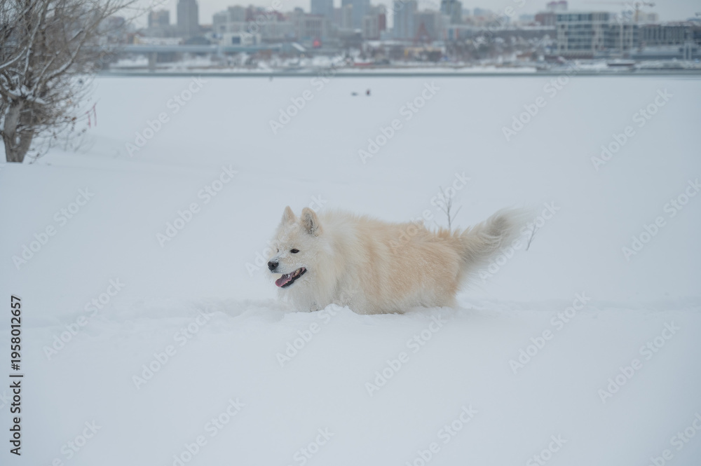 Fototapeta premium A Samoyed dog runs through the snow.