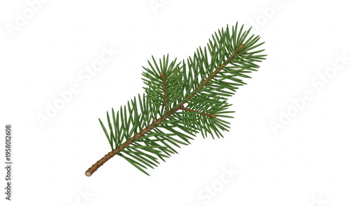 Isolated mountain pine (Pinus mugo) branch with fresh green needles vector illustration on white background