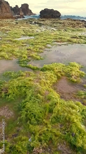 green rocks on the beach