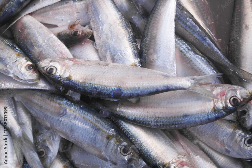 Obraz premium Many raw herring fishes close up 