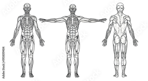 Anatomical study displaying the human muscular system from front, side and back view perspectives