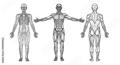 Anatomical diagram showing the human muscular system from the front and back view perspectives