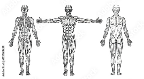 A detailed medical illustration showing the human muscular system from front, back and side views