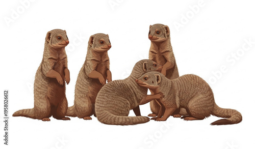 Group of common dwarf mongooses standing alert in social sentinel behavior vector illustration on white background