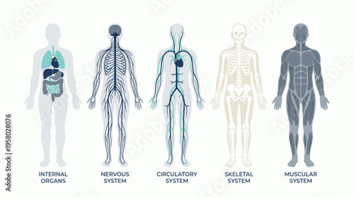 Human anatomy diagrams showing internal organs, nervous, circulatory, skeletal and muscular systems on white background, concept for medical education, healthcare infographics and scientific research