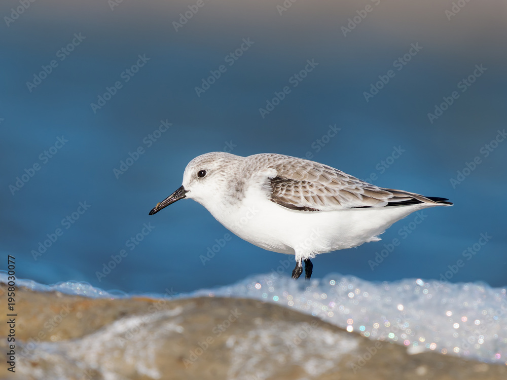 Obraz premium Bécasseau sanderling (Calidris alba) posé sur l’eau, limicole isolé en milieu côtier avec arrière-plan flou et espace négatif, Camargue