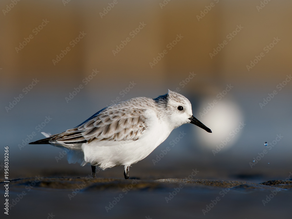 Obraz premium Bécasseau sanderling (Calidris alba) posé sur l’eau, limicole isolé en milieu côtier avec arrière-plan flou et espace négatif, Camargue