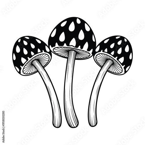 Three amanita mushrooms with distinctive spotted caps