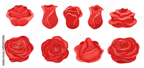 Red buds and petals of blooming roses. Plant flowers for romantic card designs. Garden blossoms. Natural rosebud. Botanical bouquet. Wedding decor. Vector floral isolated elements set