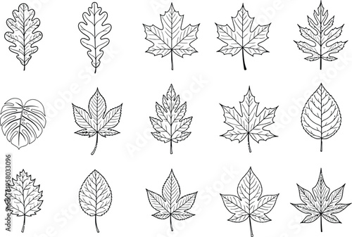 Outline vector illustrations of diverse tree leaves, a hand-drawn botanical collection for natural design elements