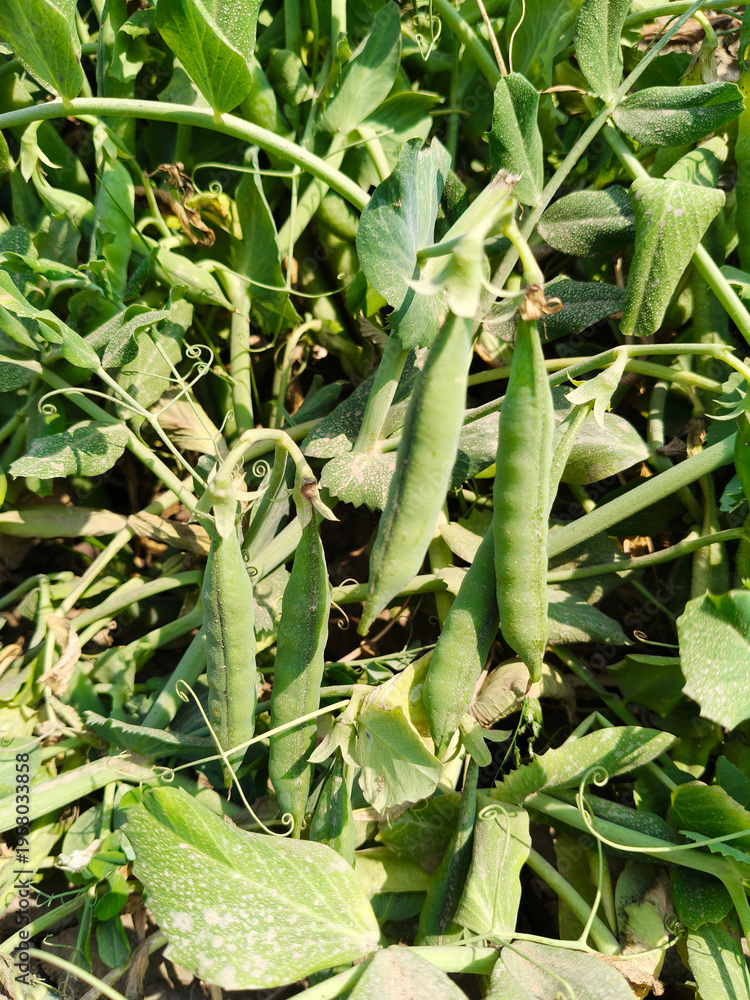 Fototapeta premium Close up shot of peas hanging on plant.