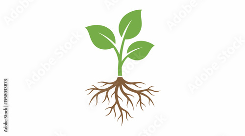 A simple illustration of a young green plant with three leaves and visible roots, symbolizing growth and nature.