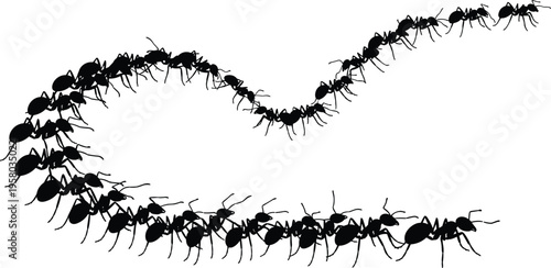 Black Silhouette Trail Of Marching Ants, Worker Ant Colony Swarm In Winding Line, Pest Control Or Teamwork Concept, Vector
