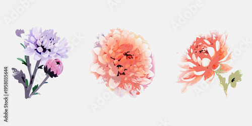 Watercolor floral arrangement featuring three blooming chrysanthemum flowers