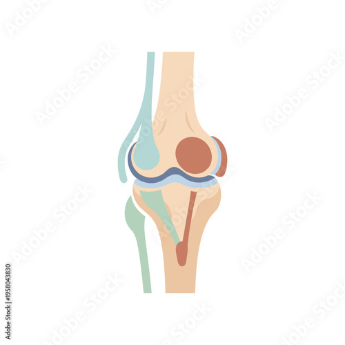 Human Knee Joint Anatomy Illustration 1.